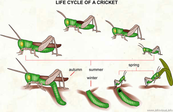 Life cycle of a cricket